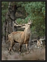 Edelhert, Red Deer, Cervus elaphus Location: the Netherlands edelhert4x3 7D 2891 kopie